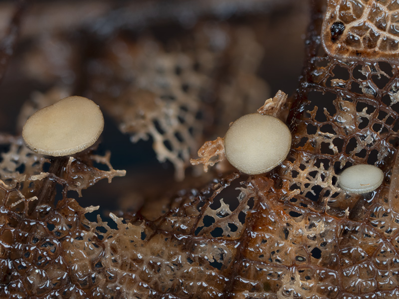 Hymenoscyphus vacini